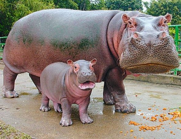 Zoológico Santa Fe de Medellín